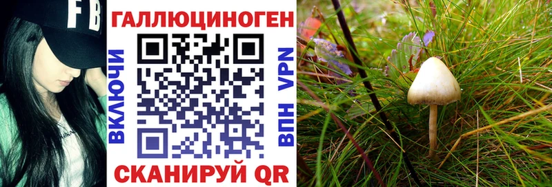 Псилоцибиновые грибы Psilocybine cubensis  Буйнакск 