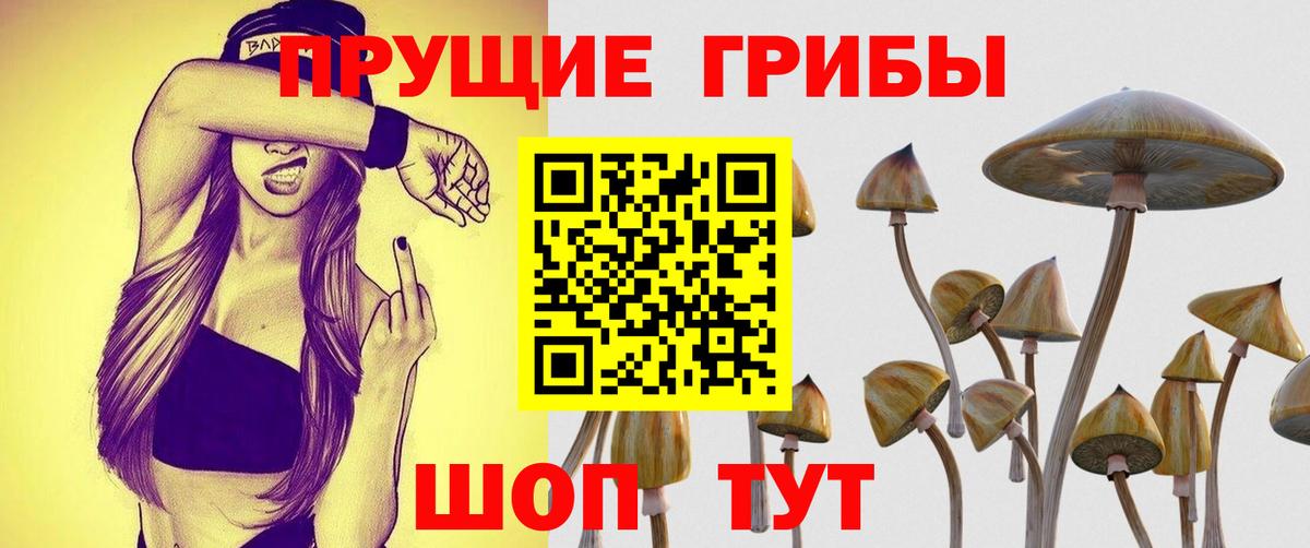 Псилоцибиновые грибы Psilocybe Буйнакск